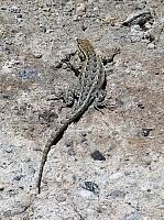 Mojave reserve (24).JPG